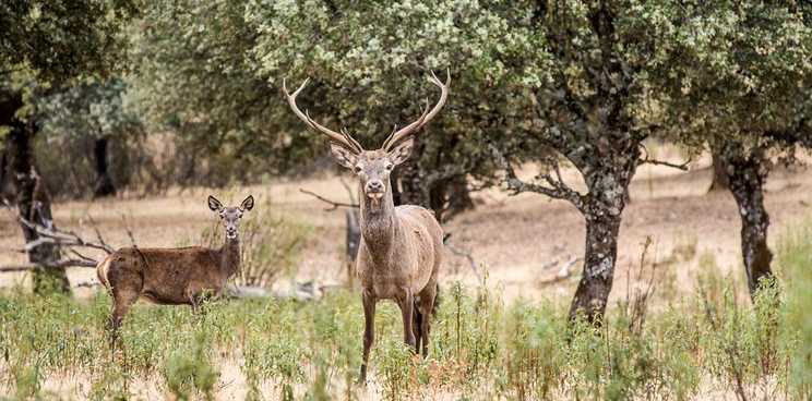 La-reserva-de-caza-de-Cijara-recibe-la-etiqueta-de-calidad-Wildlife-Estates