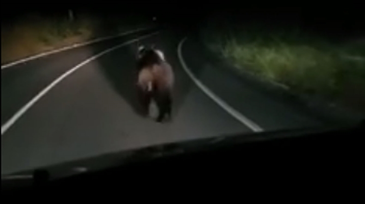 El oso huye del coche por la carretera / Fotografía: elcomercio.es