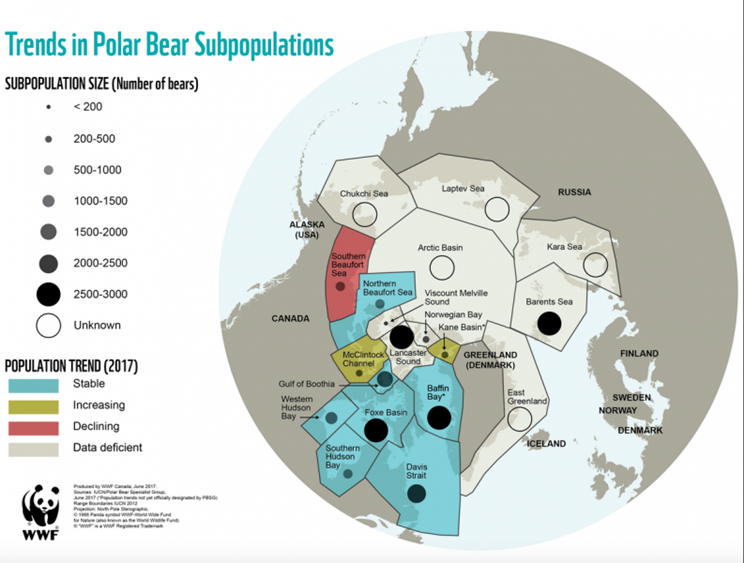 Población de osos polares según la WWF / Fotografía: WWF