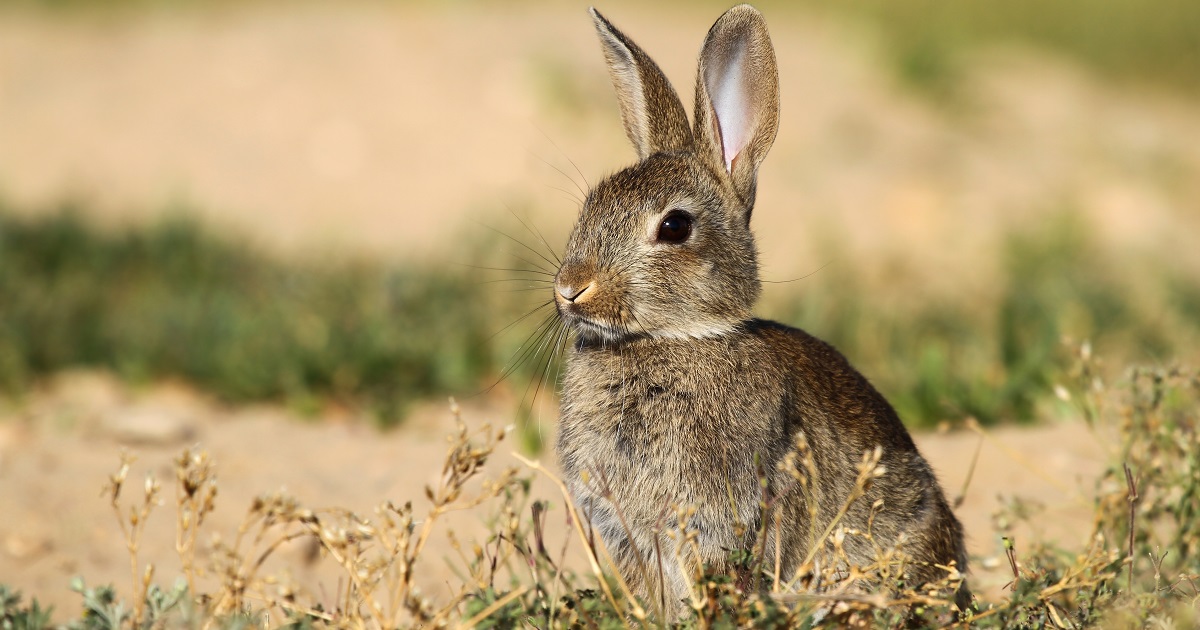 Plaga de conejos emergencia cinegetica