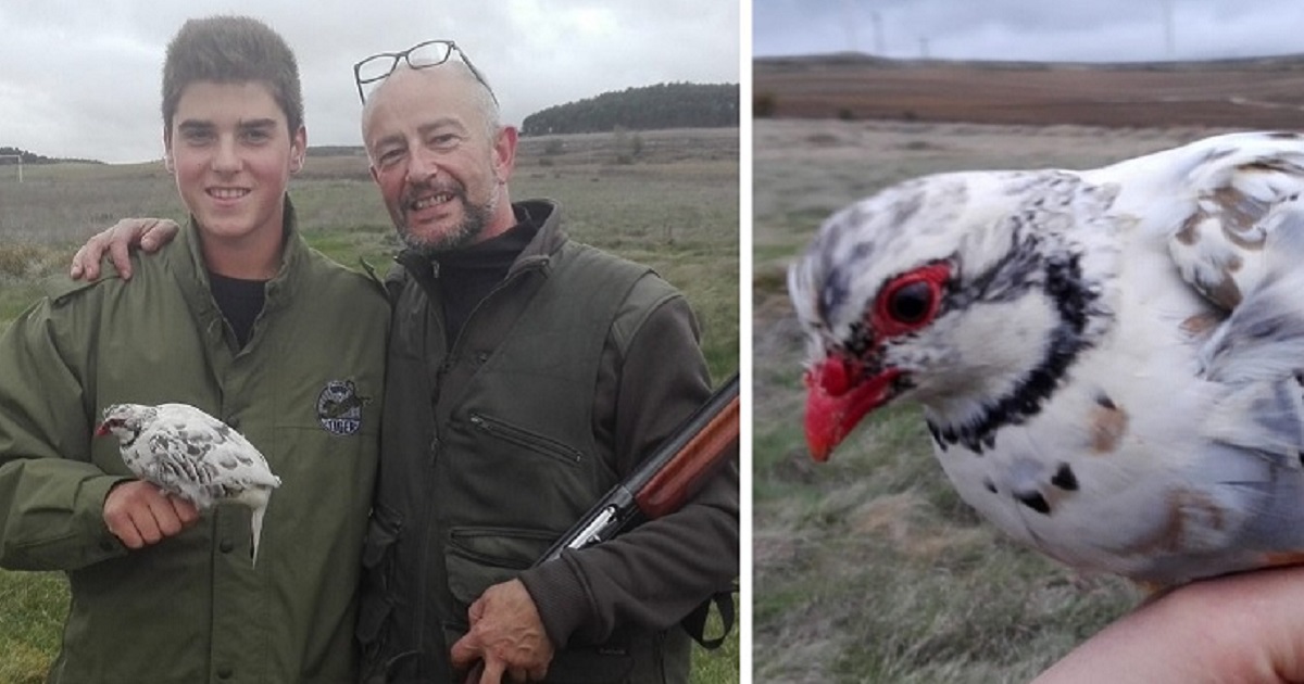 Un cazador de Burgos captura una perdiz roja… ¡de color blanco!