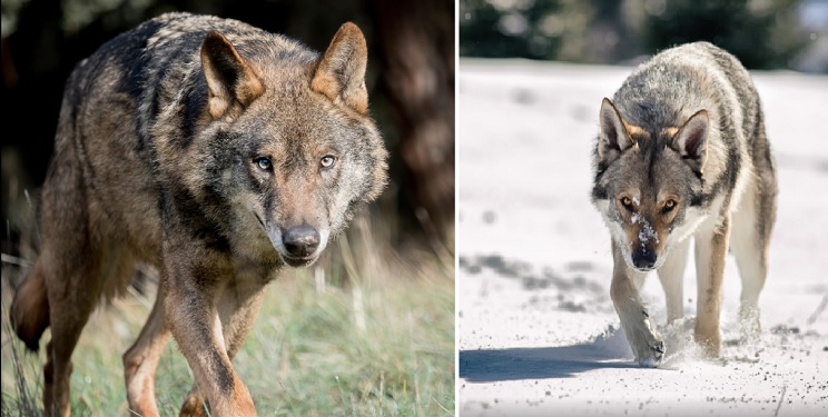 A la izquierda, lobo ibérico. A la derecha, perro lobo checoslovaco. Foto: Shutterstock 