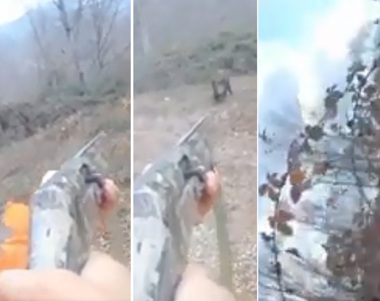 Un jabalí ataca a un cazador que tiene que tirarse a unas zarzas para evitar la tarascada