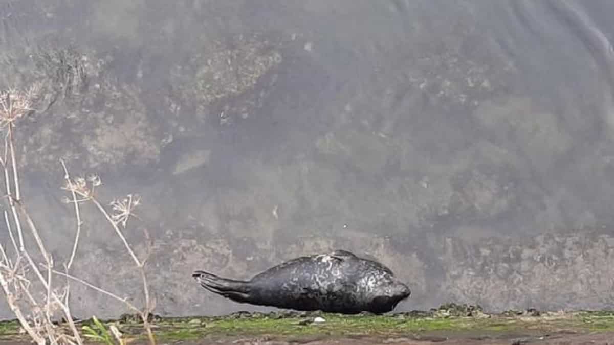 Animalismo: confunde un perro con una foca en San Sebastián y se lanza al río 'para salvarla'