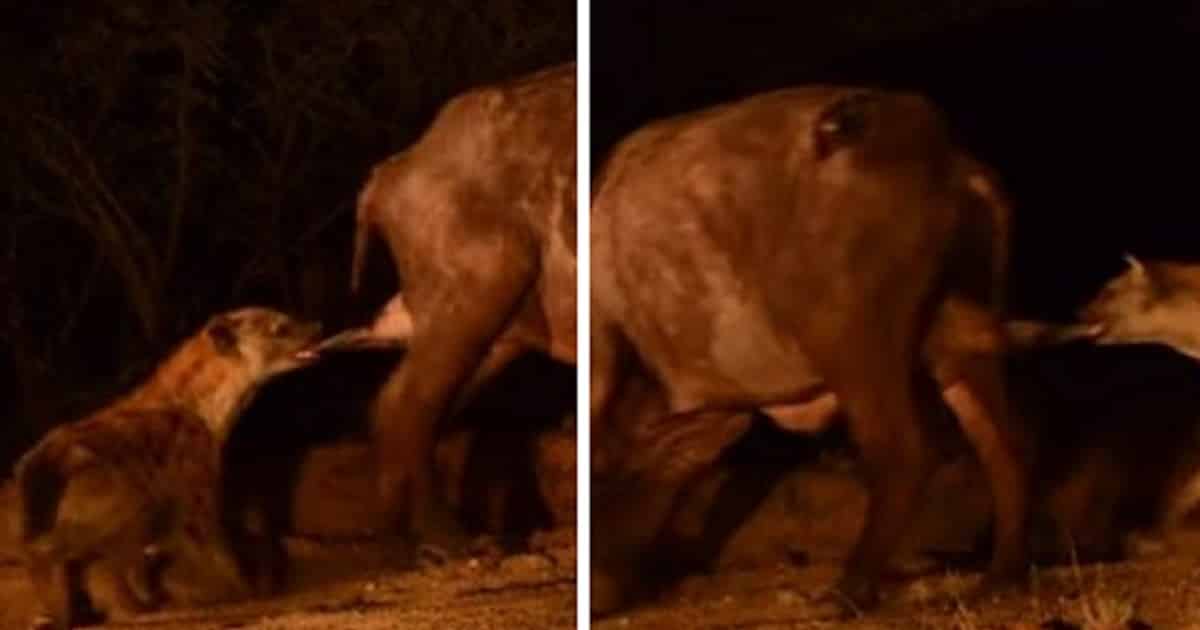Una hiena arranca los testículos a un búfalo vivo y lo graban