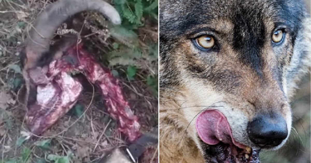 El desgarrador vídeo de un ganadero al que el lobo ha matado 125 cabras