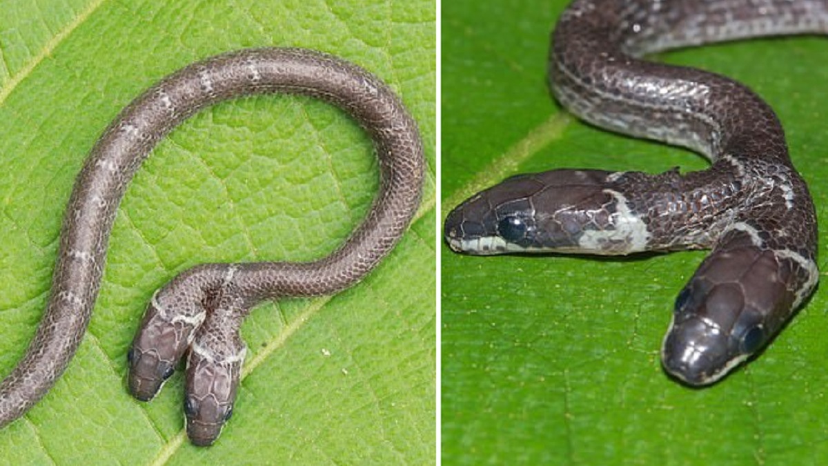 Encuentran una serpiente de dos cabezas en la India