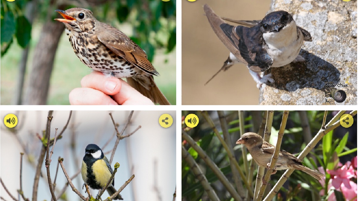 Cómo identificar a las aves por su canto: esta web te muestra hasta 85 especies
