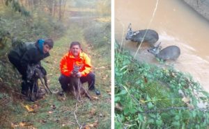 Dos cazadores de perdices salvan a dos corzos que estaban a punto de morir en un canal