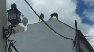 Graban a varias cabras montesas subidas a los tejados de Morón de La Frontera