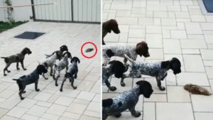 Estos cachorros de braco alemán de dos meses ya muestran su instinto de perro de caza