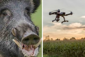 Agentes rurales de Lleida utilizan drones con cámaras térmicas para localizar jabalíes