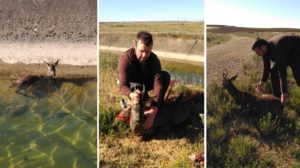 Una pareja de novios que iba a cazar salva a un corzo agonizante de morir ahogado