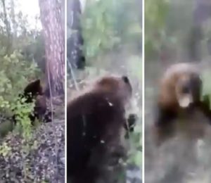 Graba el impactante momento en el que un oso le ataca
