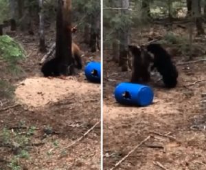 Un cazador graba desde una torreta la brutal pelea de dos osos