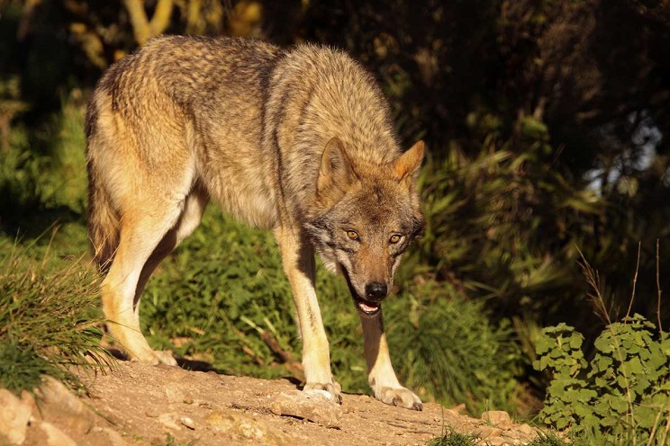 Un lobo ataca a un experto en la especie en Zamora...