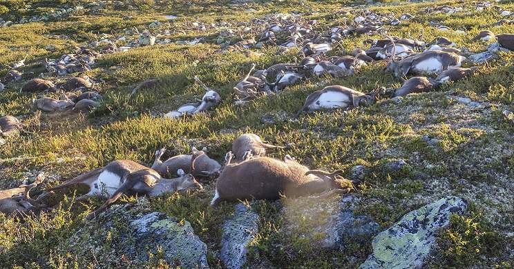 Un rayo mata a 323 renos en Noruega