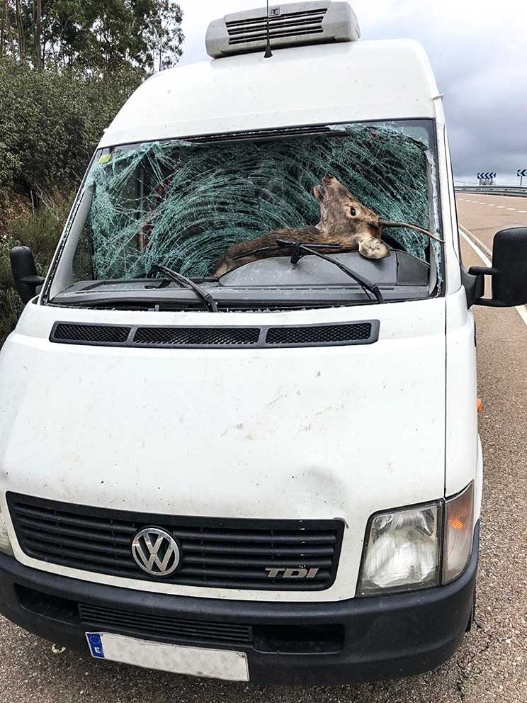 Brutal accidente con un ciervo en Cáceres el mismo día que Fedexcaza recuerda la necesidad de cazar en Monfragüe