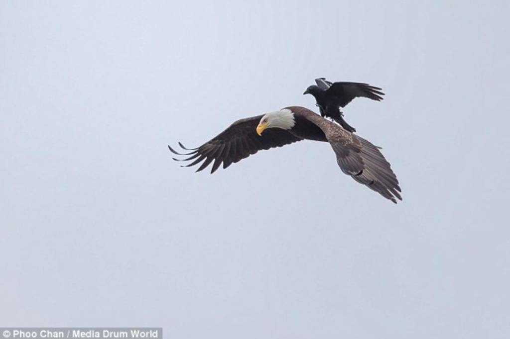 Insólito: Fotografían a un cuervo posado sobre un águila en pleno vuelo