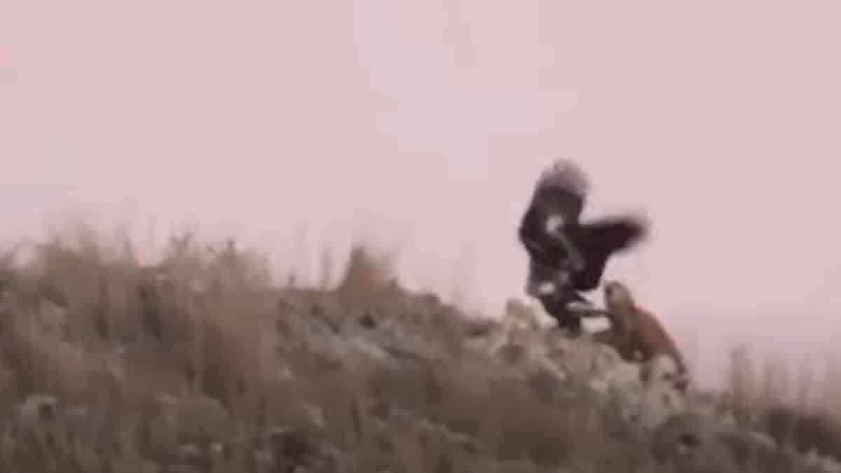 Una agricultora graba a un águila real enfrentándose a un zorro en Burgos