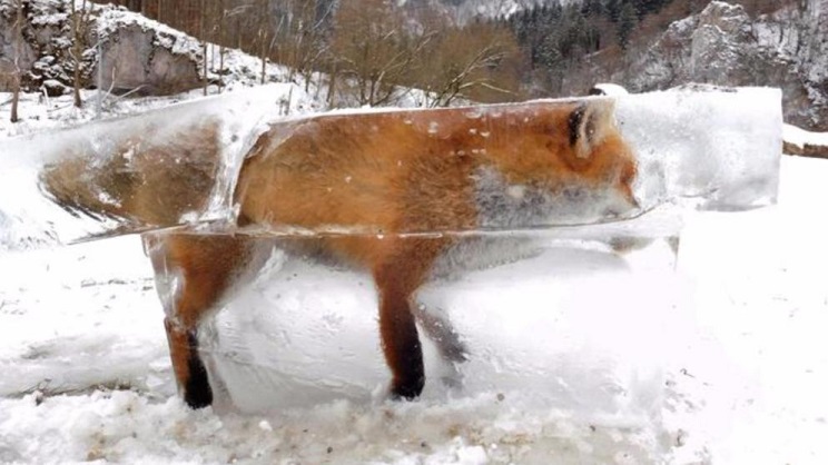 animales congelados zorro
