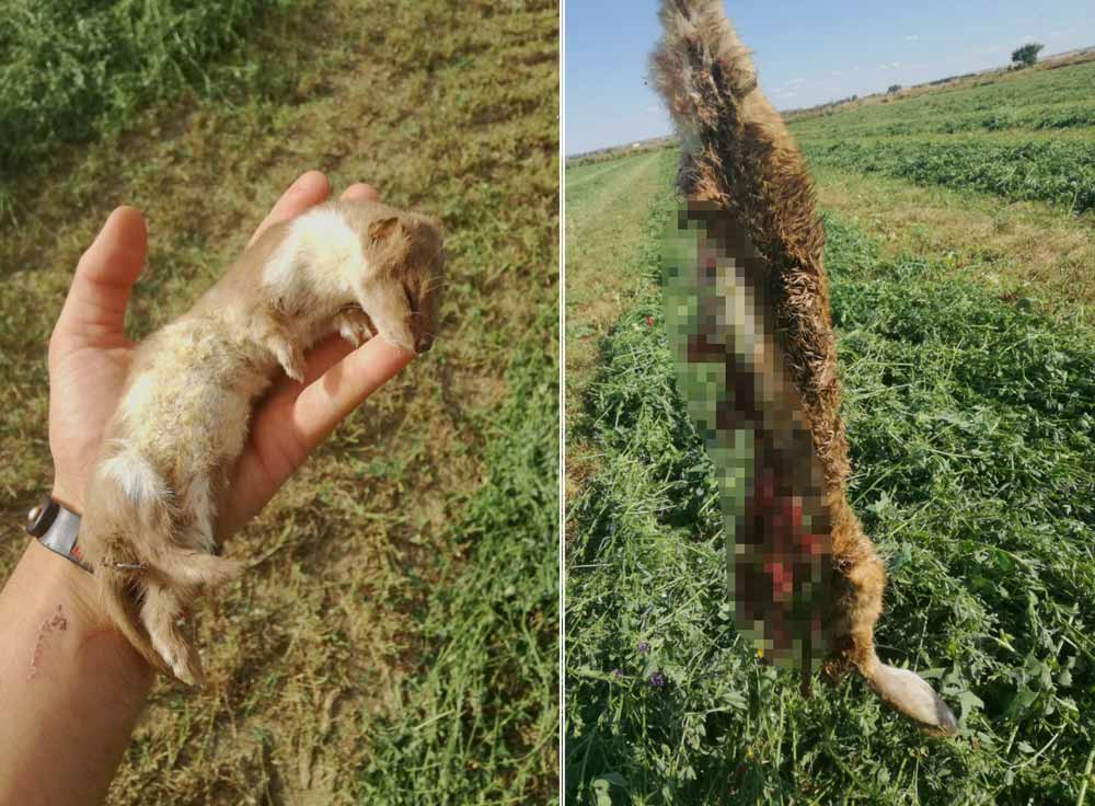 Más animales hallados por el cazador tras el paso de la cosechadora de alfalfa.
