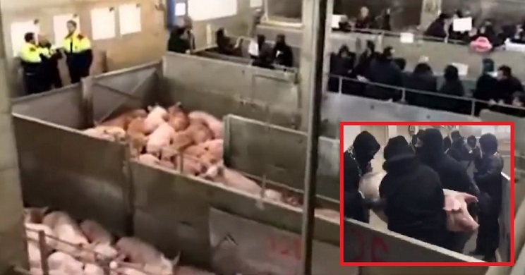 animalistas roban cerdos en matadero 