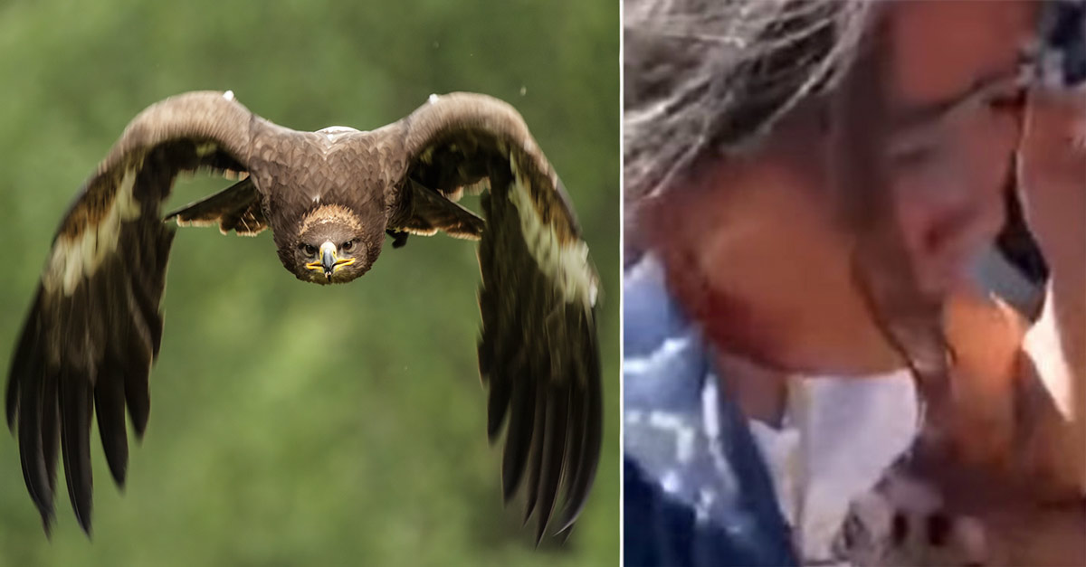 Un águila real ataca a una niña de ocho años en una exhibición de cetrería