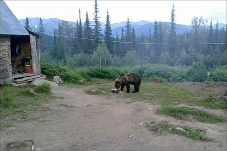 atrapados por un oso