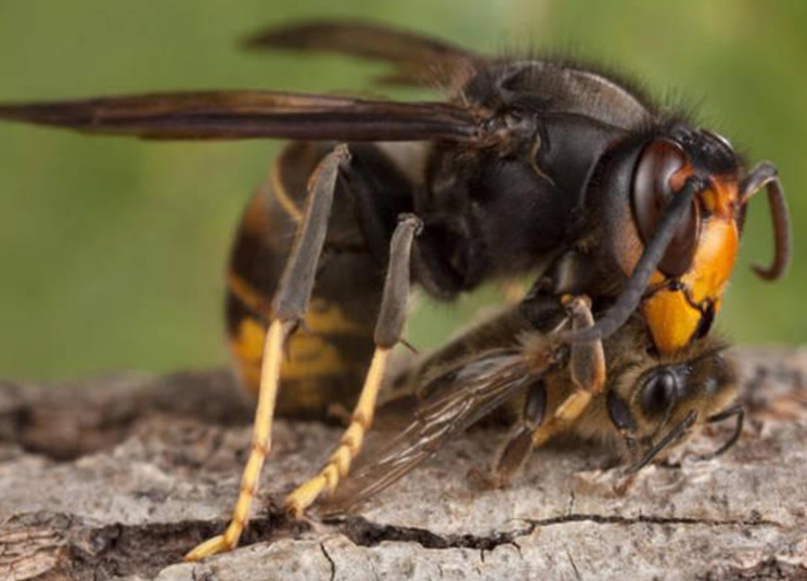 La avispa asiática es una devoradora de abejas.