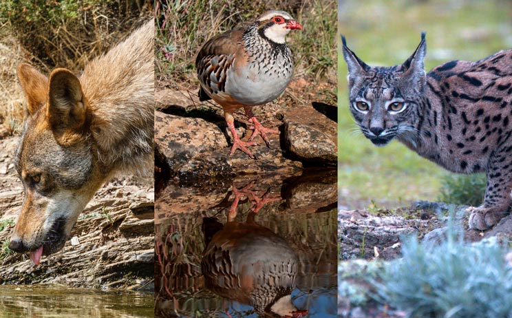 Multitud de especies acuden a beber a los puntos de agua que habilitan los cazadores en sus cotos. / Shutterstock