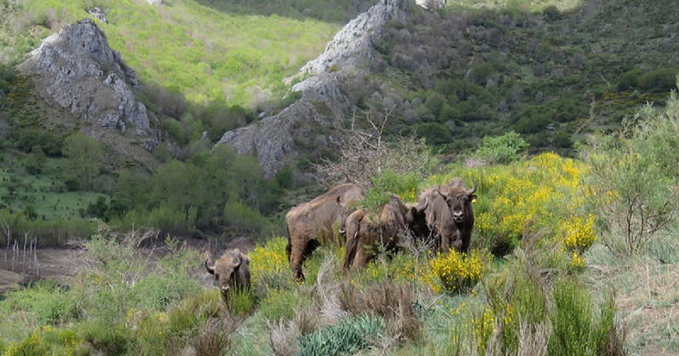 Ejemplares de bisonte europeo liberados recientemente en Riaño. / Diario de León