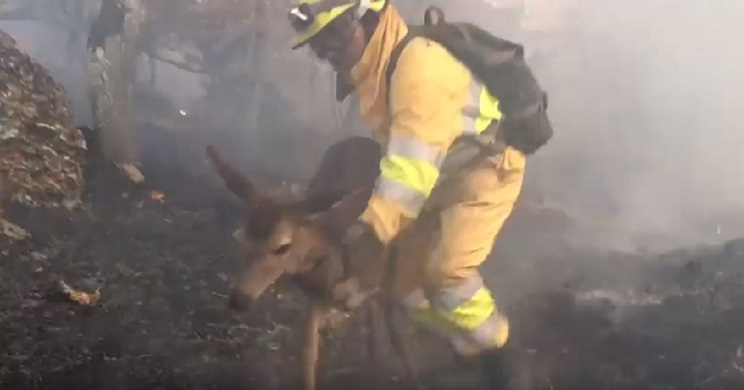 bombero forestal salva cierva incendio 2