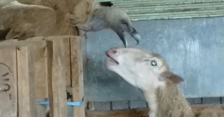 buitre ataca ovejas