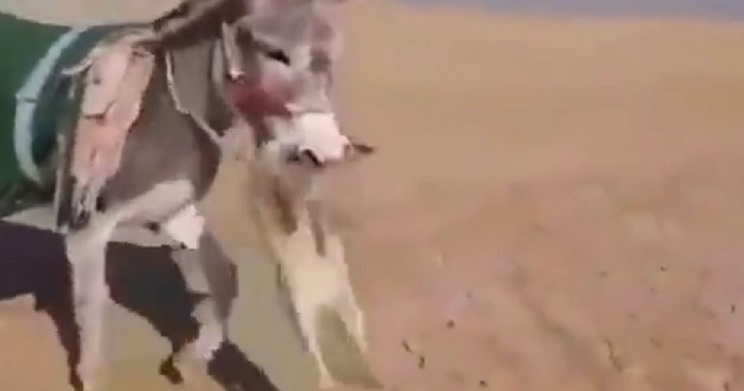 burro mata zorro