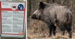 Suecia y Alemania informan en seis idiomas de la prohibición de alimentar jabalíes en su país