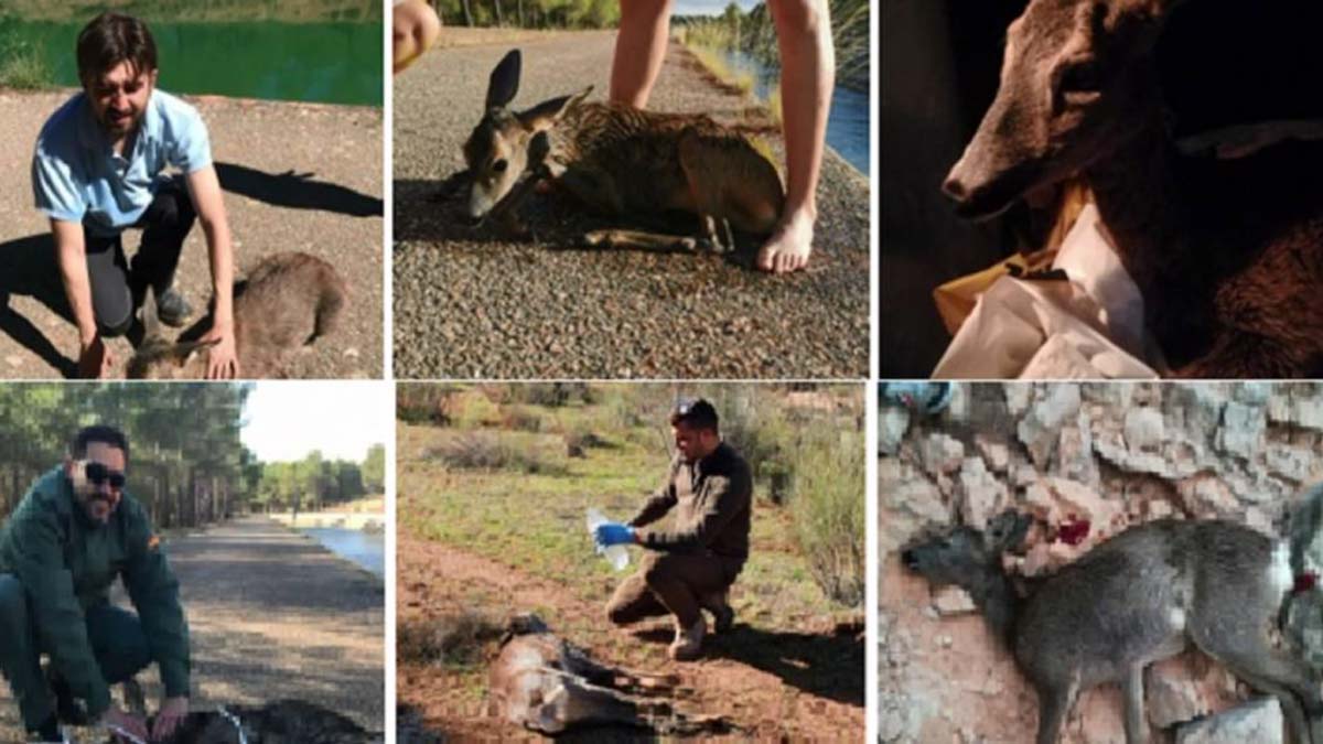 Un cazador recopila en un vídeo todos los animales… que ha salvado de morir