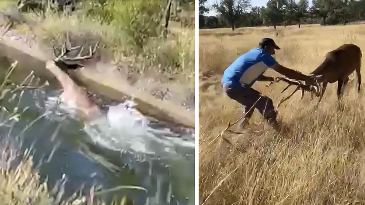 Un cazador y su hijo salvan a un ciervo de morir ahogado en un canal