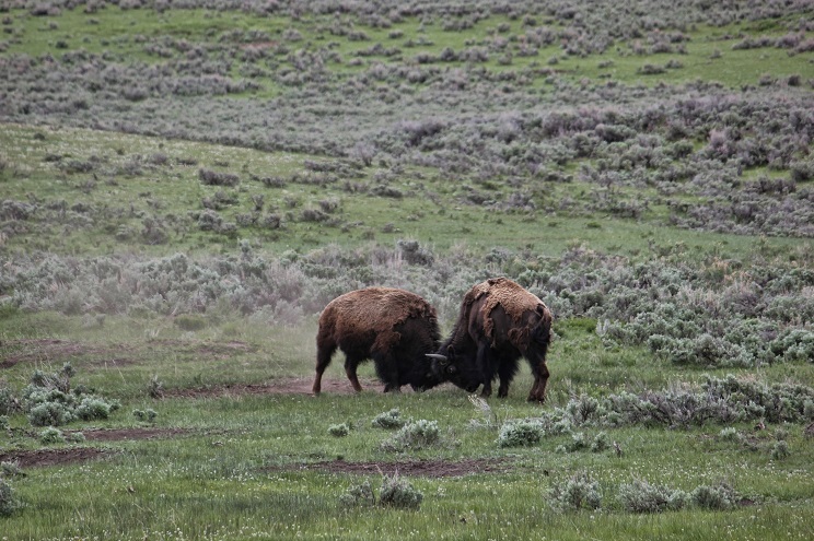 cazar bisontes