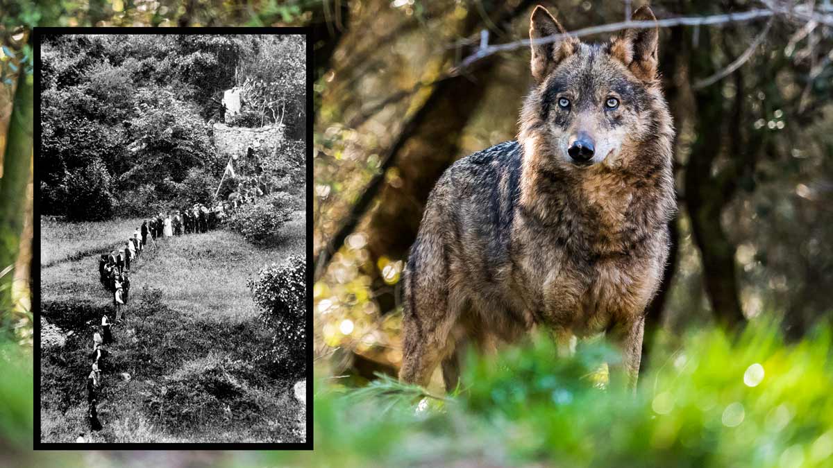 Así cazaban lobos vivos nuestros antepasados: el chorco de Valdeón
