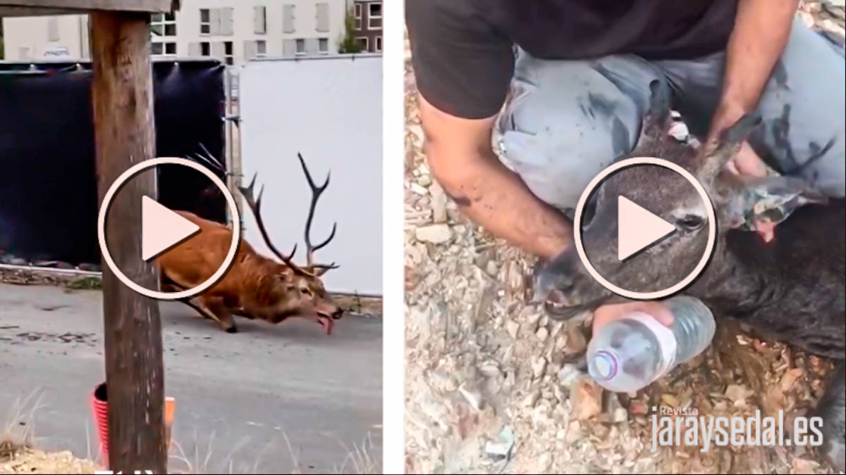 Los medios atacan a la caza con imágenes de un ciervo francés mientras silencian este otro vídeo