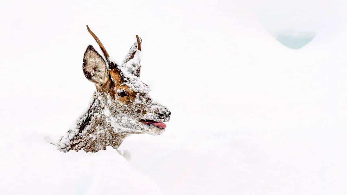 La foto de un ciervo con la nieve al cuello en León muestra la dureza del temporal