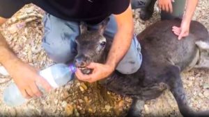 Varios cazadores intentan salvar a un ciervo quemado en el incendio de Huelva