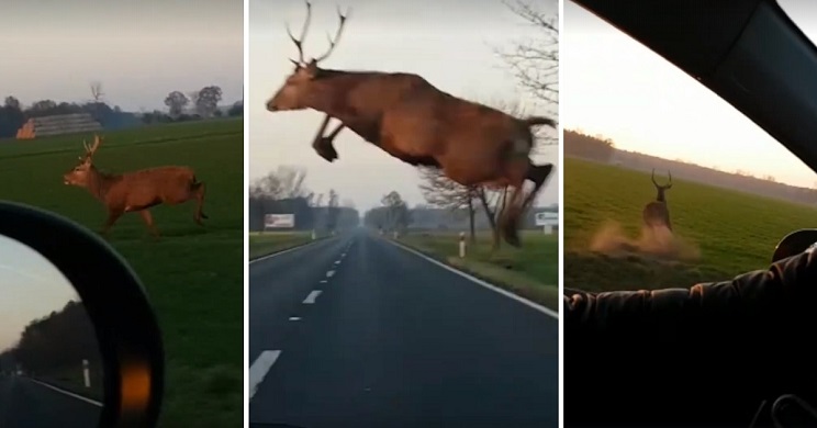 ciervo salta una carretera de lado a lado