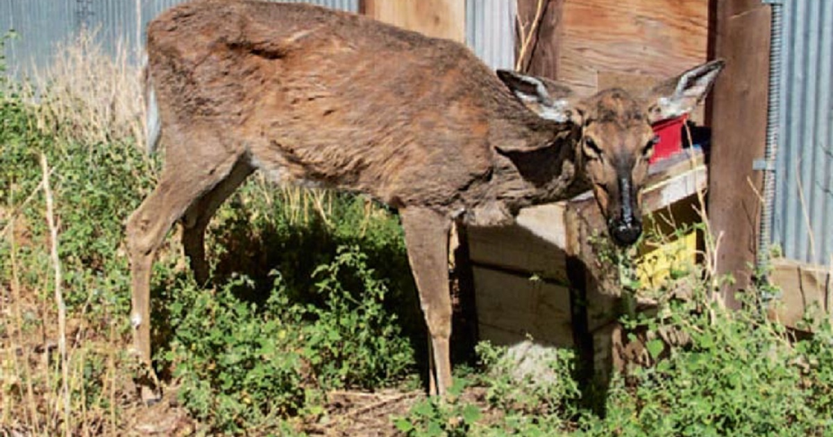 Trascender Gato de salto Costa Científicos aseguran que la 'enfermedad del ciervo zombi' podría afectar a  los humanos