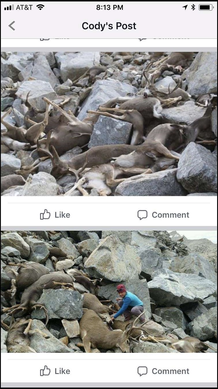 ciervos muertos en extrañas circunstancias