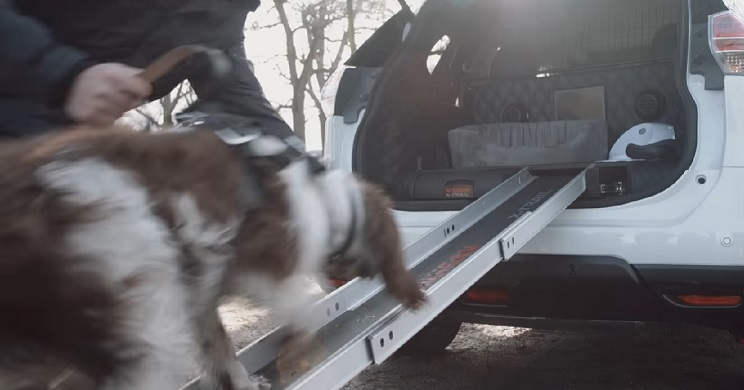 coche diseñado para perros edit