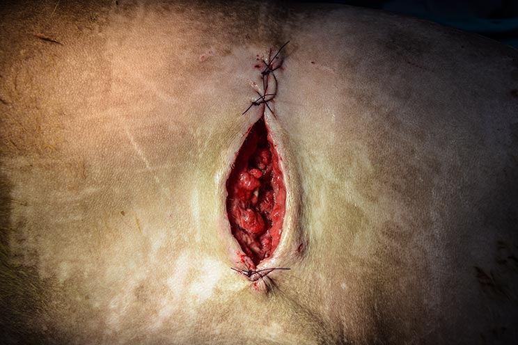 Herida de perro a medio suturar. /Shutterstock