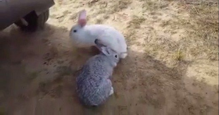 Animalistas denunciados por liberar conejos de granja en el campo. / 