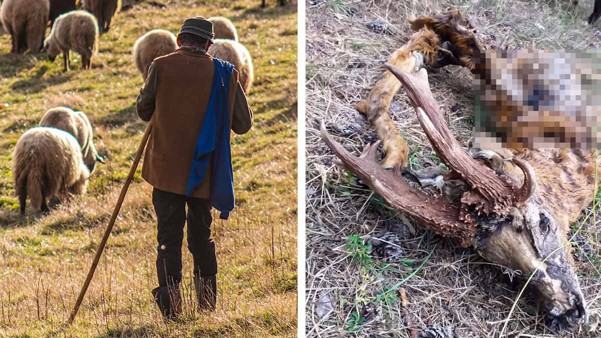 Un pastor halla los restos de un monstruoso corzo en Aragón: «Murió de viejo»